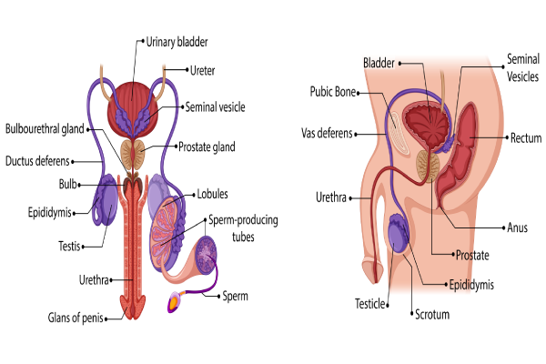 know_your_body_3